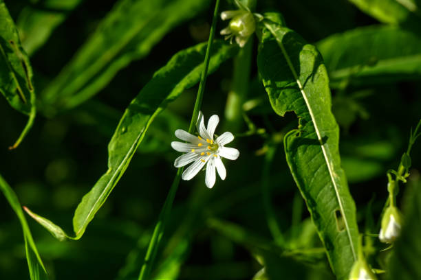 Stellaria nemorum. Forest flower. The flower of a wood stitchwort growing on a glade in the summer wood. stellaria media stock pictures, royalty-free photos & images