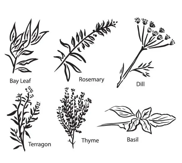 Vector illustration of Vector Illustrations of Various Spices or Herbs