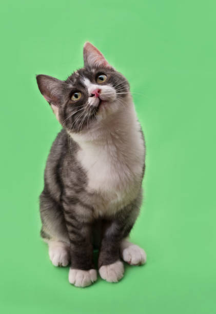 istock Beautiful two-tone color cat on green background 903357488