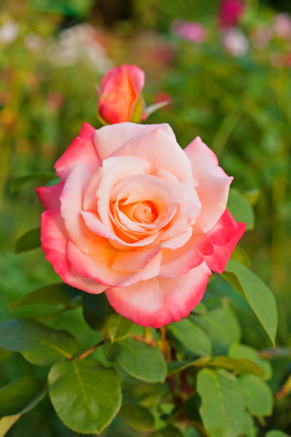 istock Pink rose 