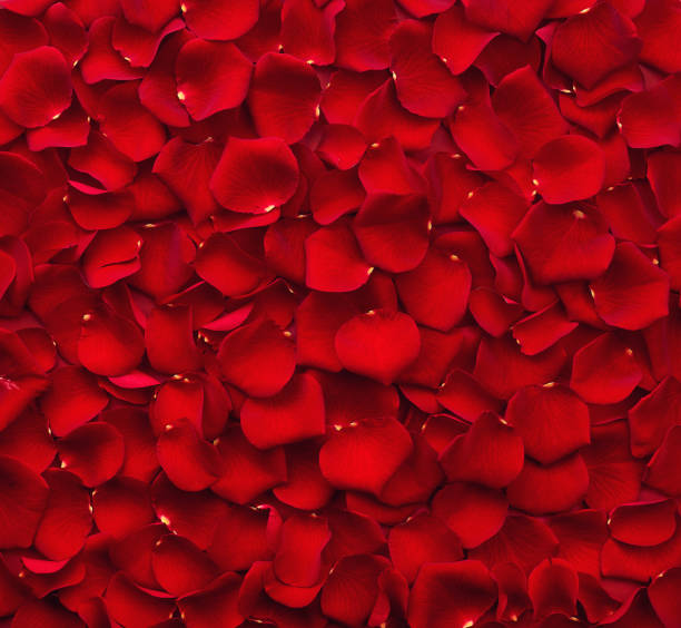 istock Background of red rose petals 903361392