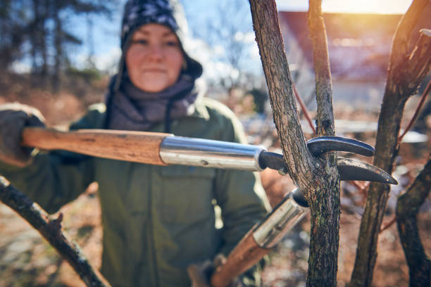 istock Woman pruning her blueberry bushes 903361514
