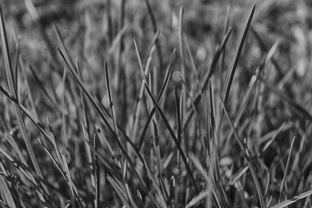 istock Monochrome Fresh grass morning, background of herb 903361830