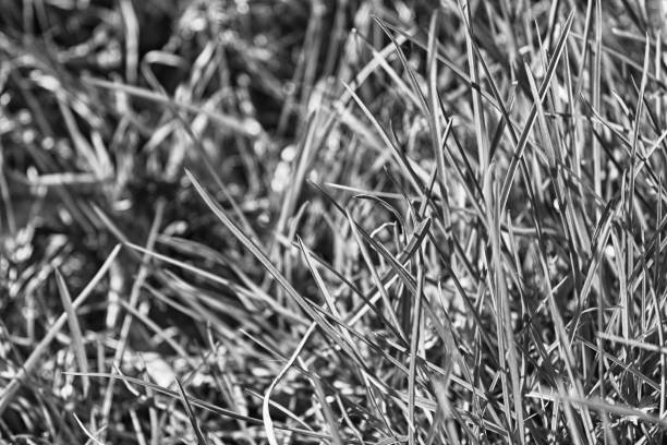 istock Monochrome Fresh grass morning, background of herb 903362390