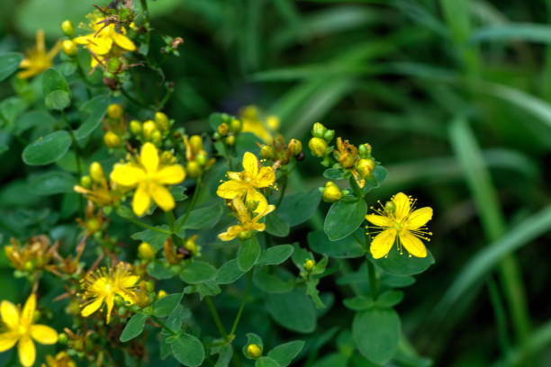 istock St. John's Wort. Field flower. 903363160