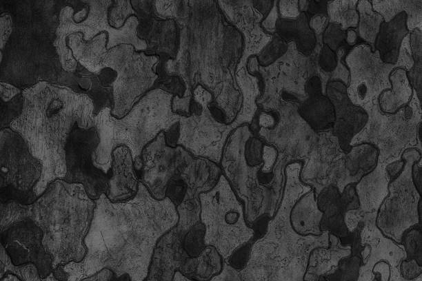 istock Background texture of tree bark. Skin the bark of a tree that tr 903363392