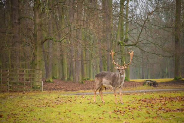 Deer on territory of medieval castle Blatna, Czech Republic