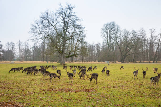 istock Deer on territory of medieval castle Blatna in Czech Republic 903369678