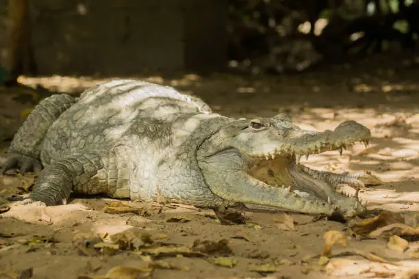 Photo of A crocodile basks in the heat of Gambia, West Africa