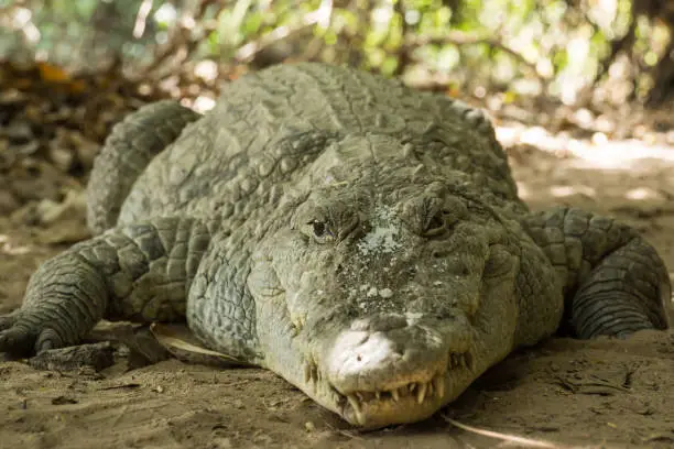 Photo of A crocodile basks in the heat of Gambia, West Africa