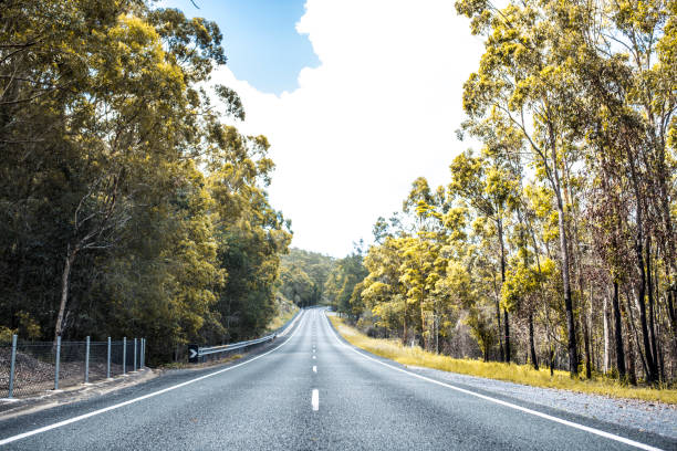 istock A road in Australia surrounded by a forest 903373706