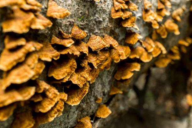 grupa grzybów ogona indyka na drzewie, obraz makro - orange mushroom asia brown zdjęcia i obrazy z banku zdjęć