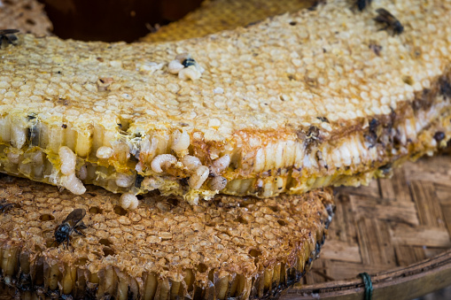 Honey comb with bee larvae