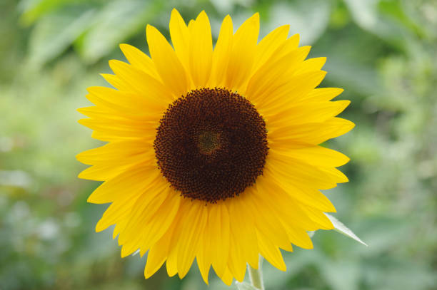 istock Bloom of a sunflower 903379578