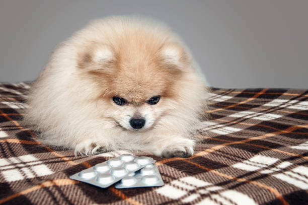 Sick Pomeranian puppy laying next to the tablets for the treatment after a visit to the veterinary clinic. The treatment and care of dogs. Isolated. stock photo