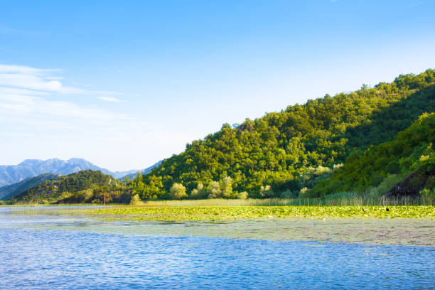 istock Skadar Lake National Park, Montenegro 903383368