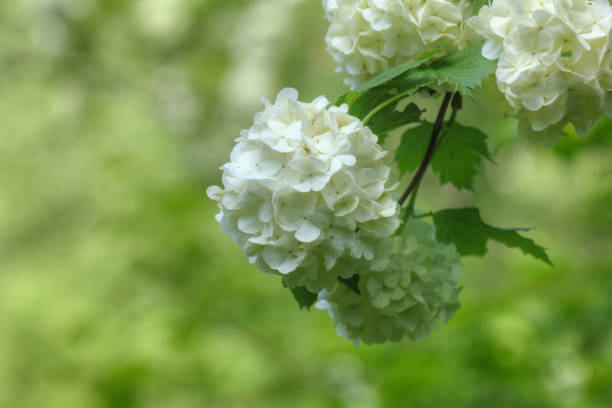 istock Viburnum opulus flowers. Summer garden. 903383608