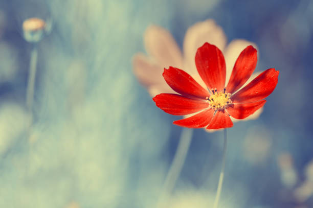 istock A bright red wild flower on blue blurred background. 903386514
