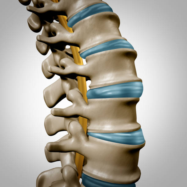 seção de anatomia humana da coluna - human spine human vertebra disk spinal - fotografias e filmes do acervo