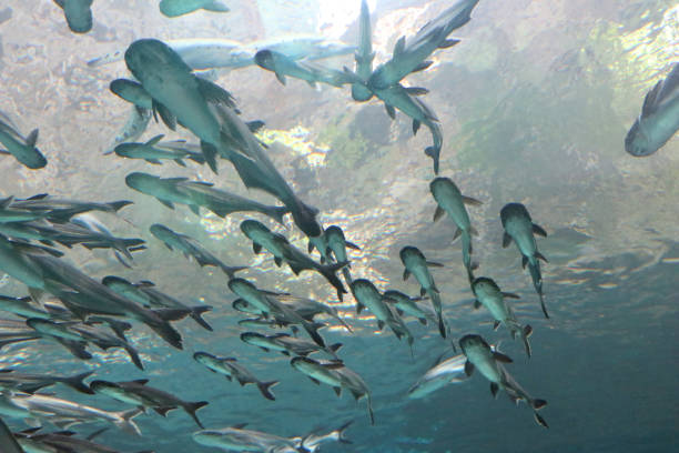 istock school of fish green 903389798