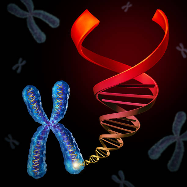 染色体 dna - genetic information ストックフォトと画像