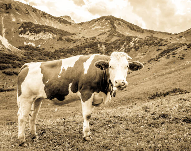 istock cows at the european alps 903390128