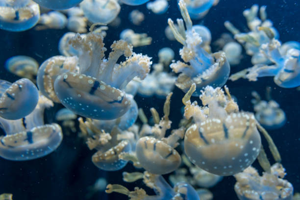 istock Multiple bloom translucent jellyfish floating in the blue water 903393486
