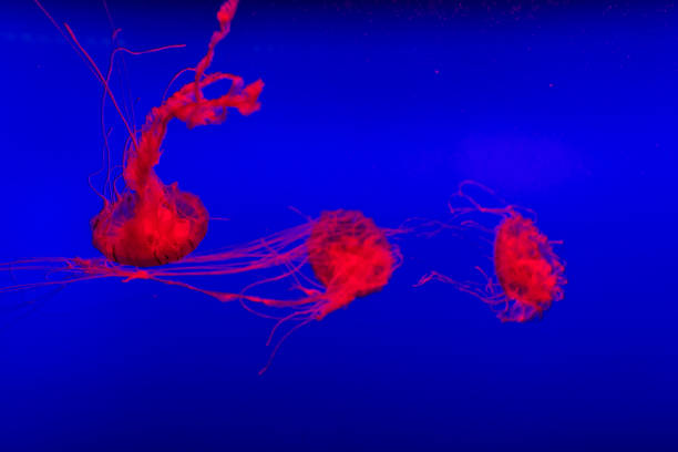 istock Glowing in red translucent jellyfish floating in the blue water 903393508