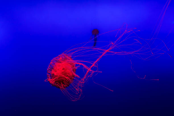 istock Glowing in red translucent jellyfish floating in the blue water 903393512