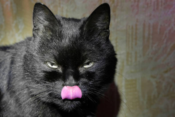 istock wild cats in the village 903393534