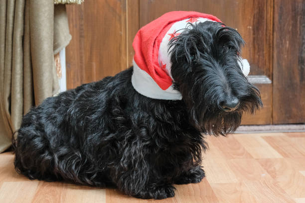 istock funny naughty dog in Santa hat 903393862