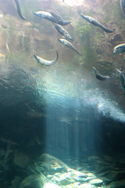 istock school of fish blue 903394356