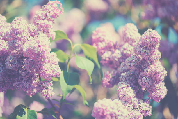 istock Lilac in springagainst the sunlight and spring 903394546