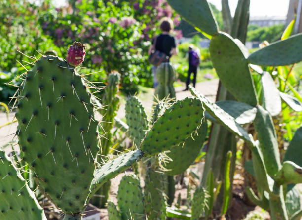 istock cacti on the street 903401094