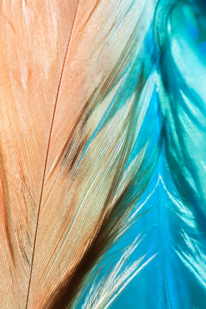 istock Abstract background with feathers and reflection. Beautiful stylish art work. Selective focus 903404730