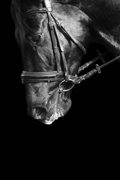 istock Portrait of a horse 903405800