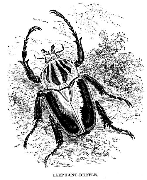 istock Victorian book illustration of an elephant beetle complete with text; 19th century wildlife and entomology study of insects 1879 903405970
