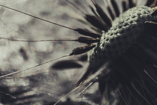 Seeds of dandelion