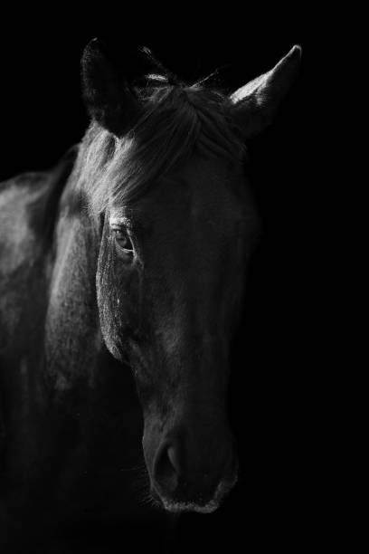 istock Portrait of a horse 903406446
