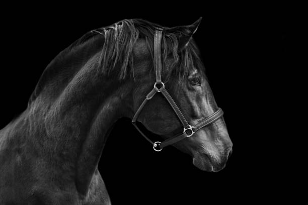 istock Portrait of a horse 903406738