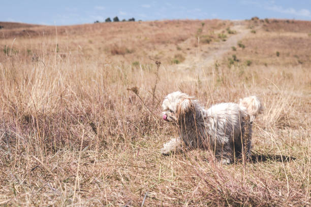 istock Happy puppy exploring in the nature 903406790