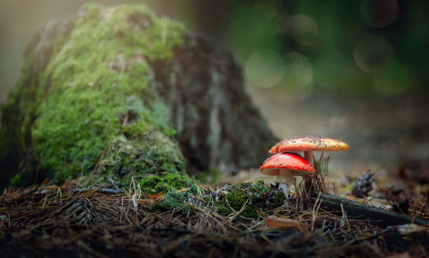 istock 