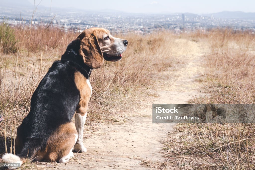 Dog sitting in the the middle of the meadow Happy dog resting after a long walk under a sunny day outside the city Animal Stock Photo