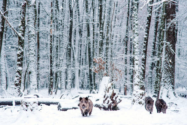 Wild boar in the winter Black Forest, Germany.