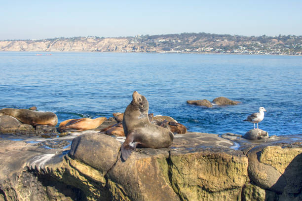 istock Large California sea lion posing on rocks 903411270