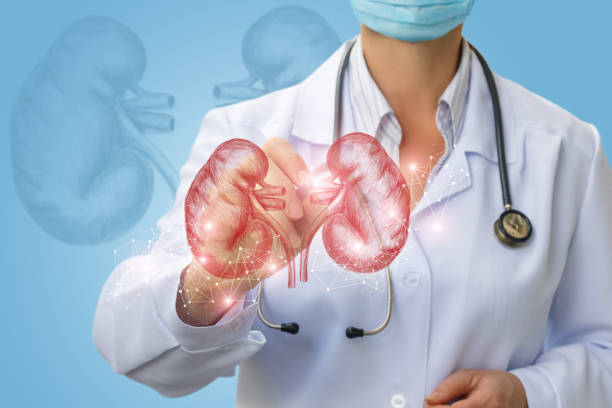 istock Doctor makes diagnosis of human kidney . 903413222