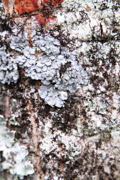 istock Macro closeup of lichen fungus growth on tree bark 903416414