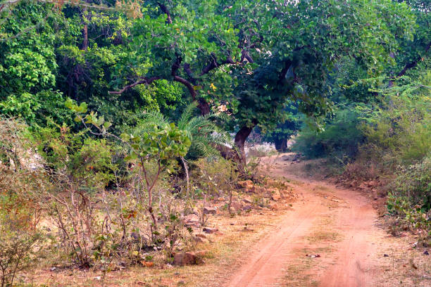 istock Landscape of Ranthambore, India. Road and forest 903420594