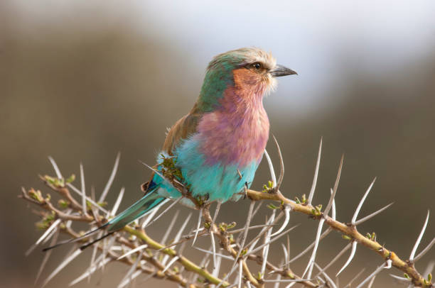 istock Wild African Lilac-Breasted Roller Perched on a Thorny Branch 903428010
