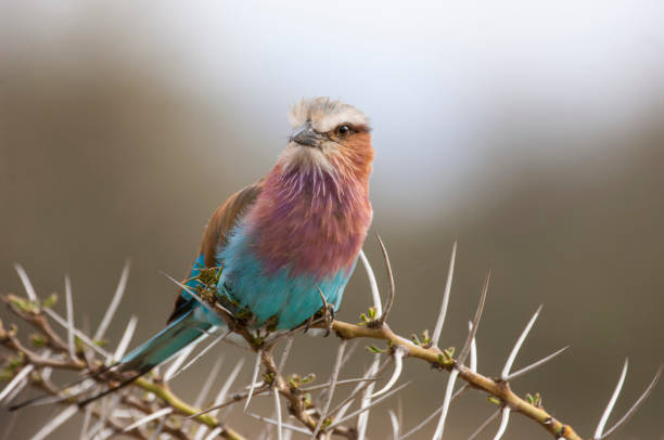 istock Wild African Lilac-Breasted Roller Perched on a Thorny Branch 903428838